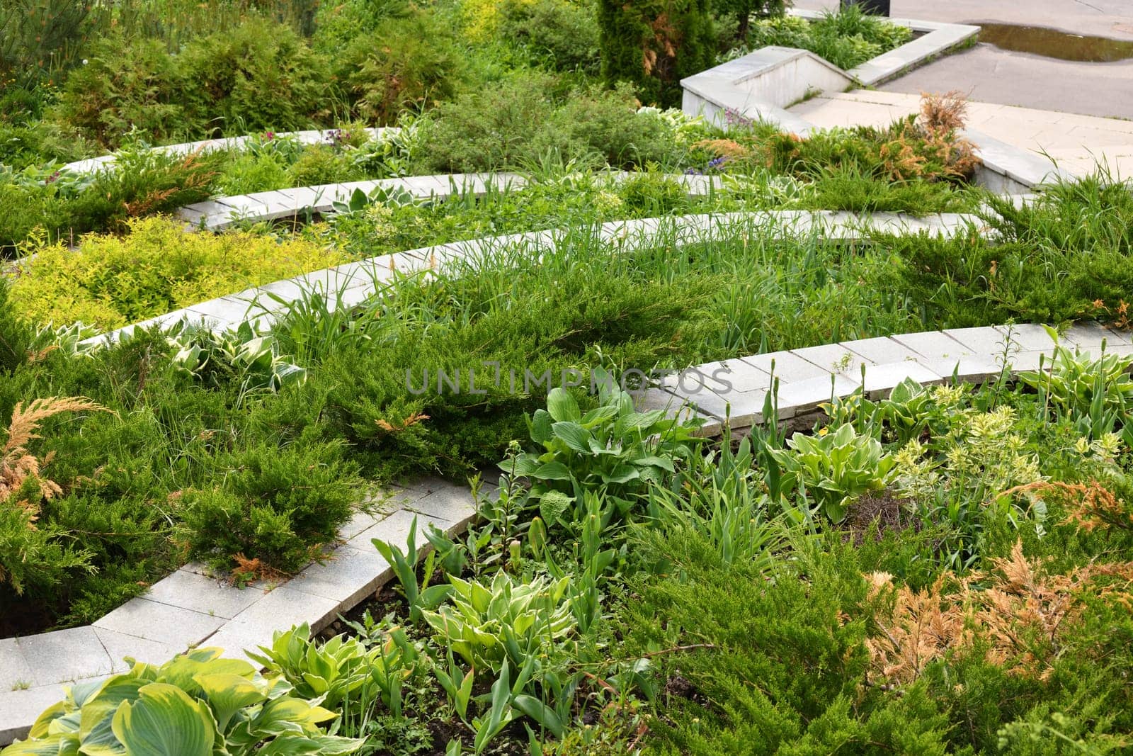 Combination of different plants in a landscape design