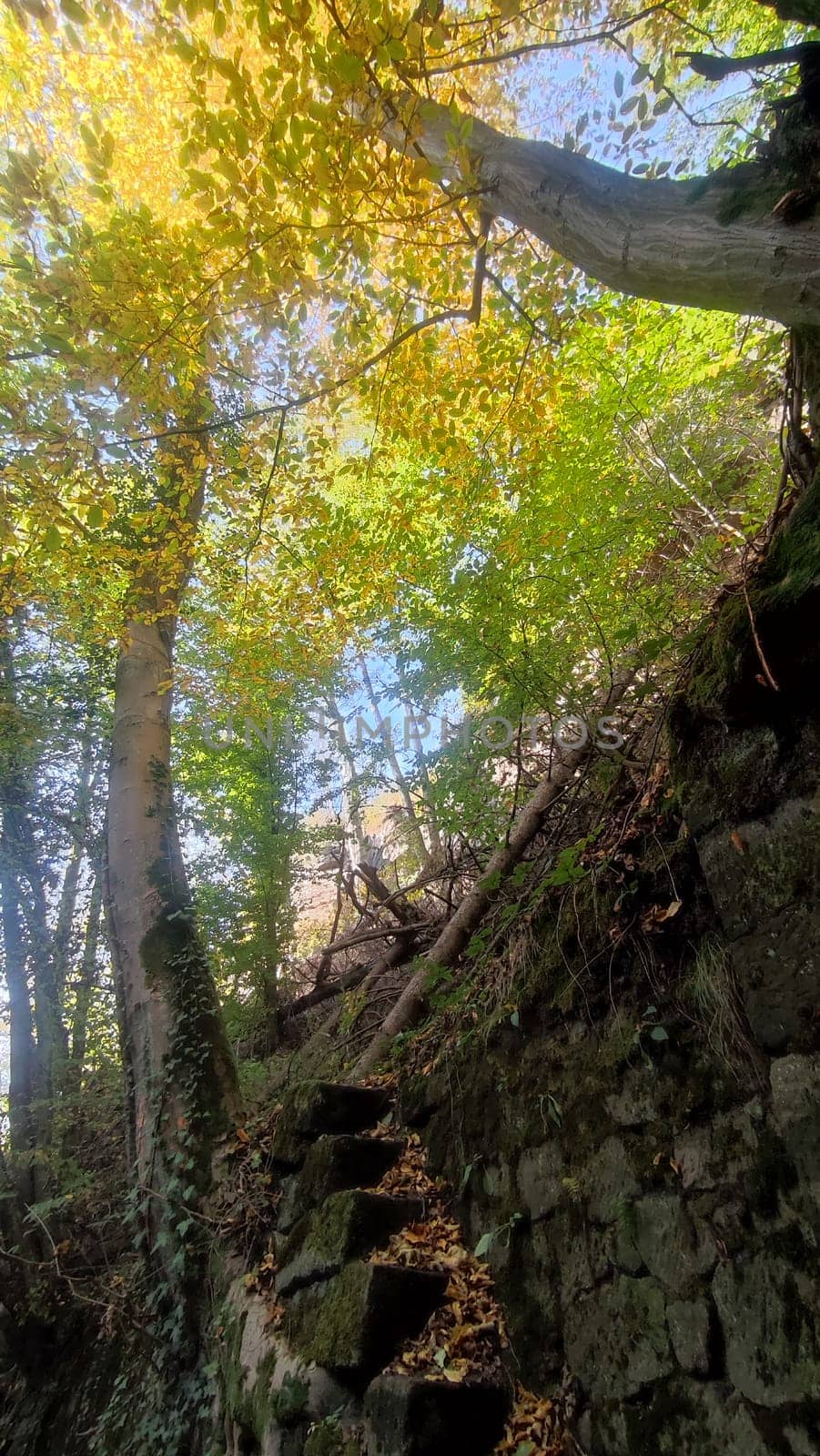 green nature summer autumn day rock forest travel yellow trees landscape park background blue sky . High quality photo