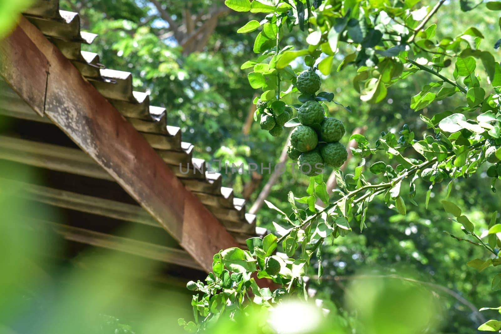 ฺBergamot fruit on tree. Herb garden