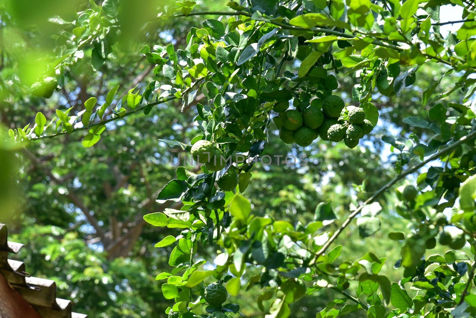 ฺBergamot fruit on tree. Herb garden