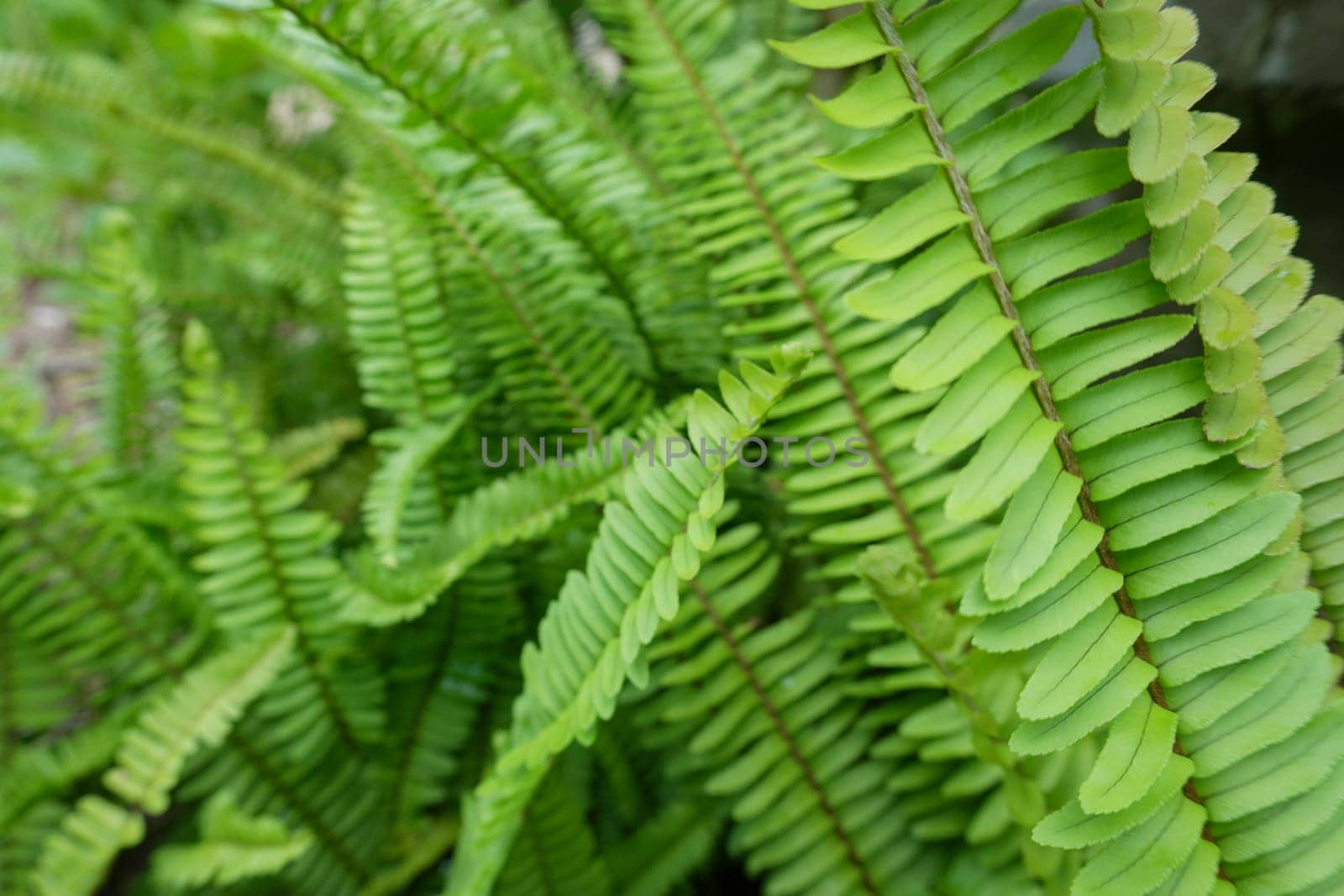 Beautiful ferns leaves green foliage natural floral fern background in sunlight.