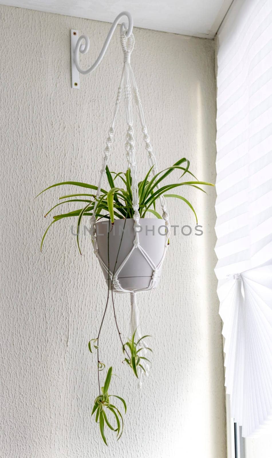 Close up shot of the plant in the weaved macrame flowerpot.