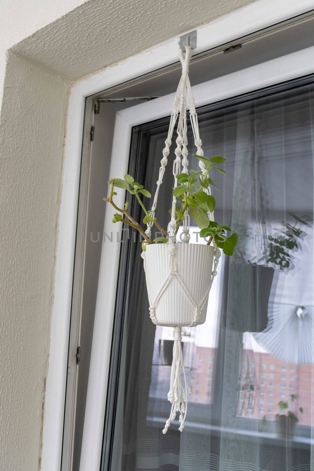 Close up shot of the plant in the weaved macrame flowerpot.