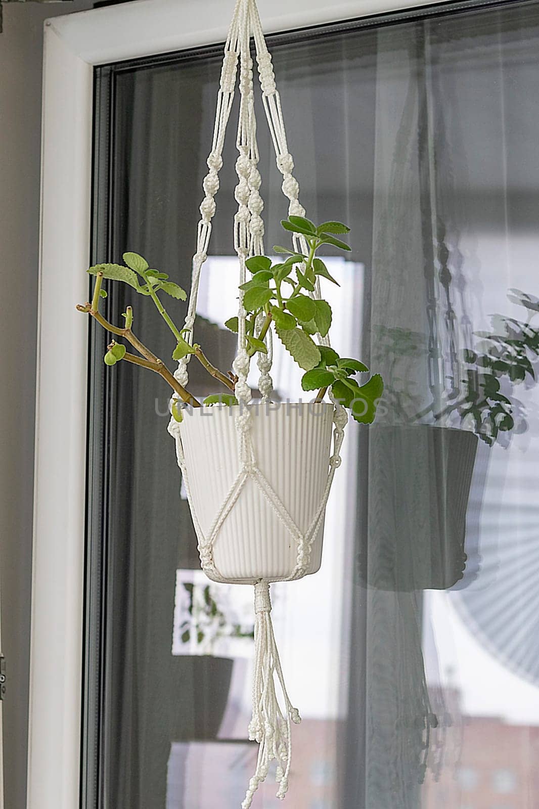 Close up shot of the plant in the weaved macrame flowerpot.