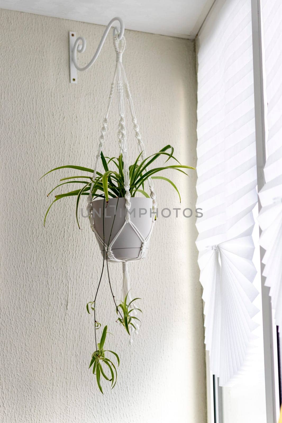 Close up shot of the plant in the weaved macrame flowerpot.