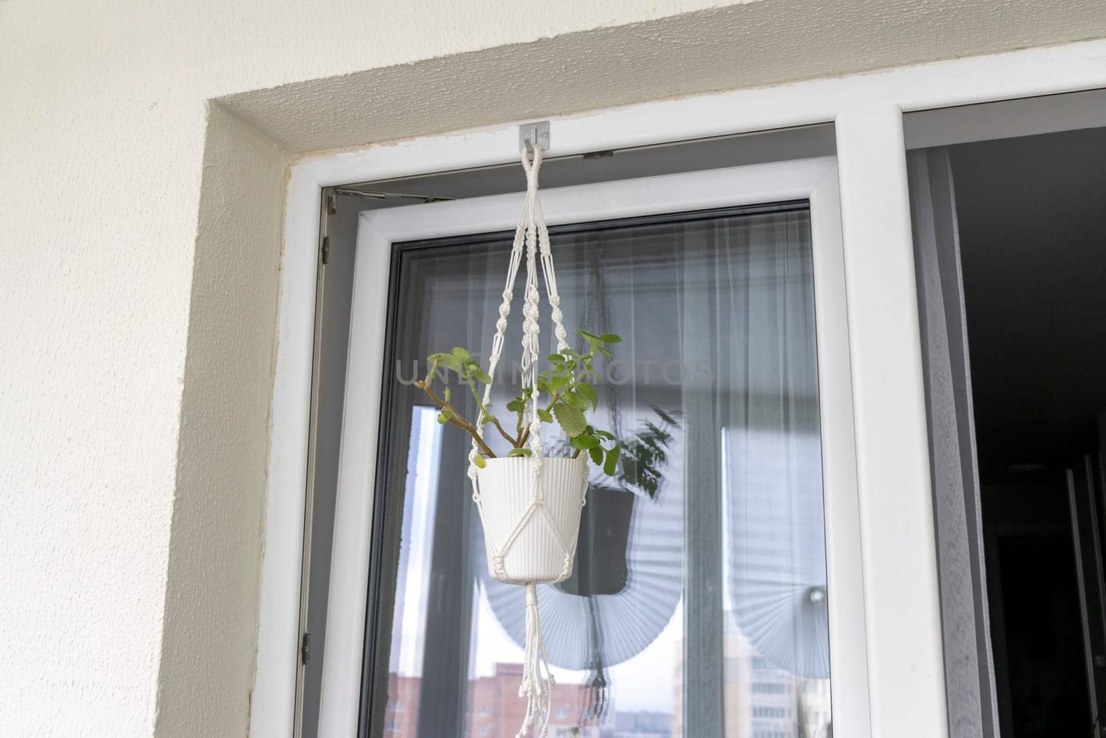 Close up shot of the plant in the weaved macrame flowerpot.