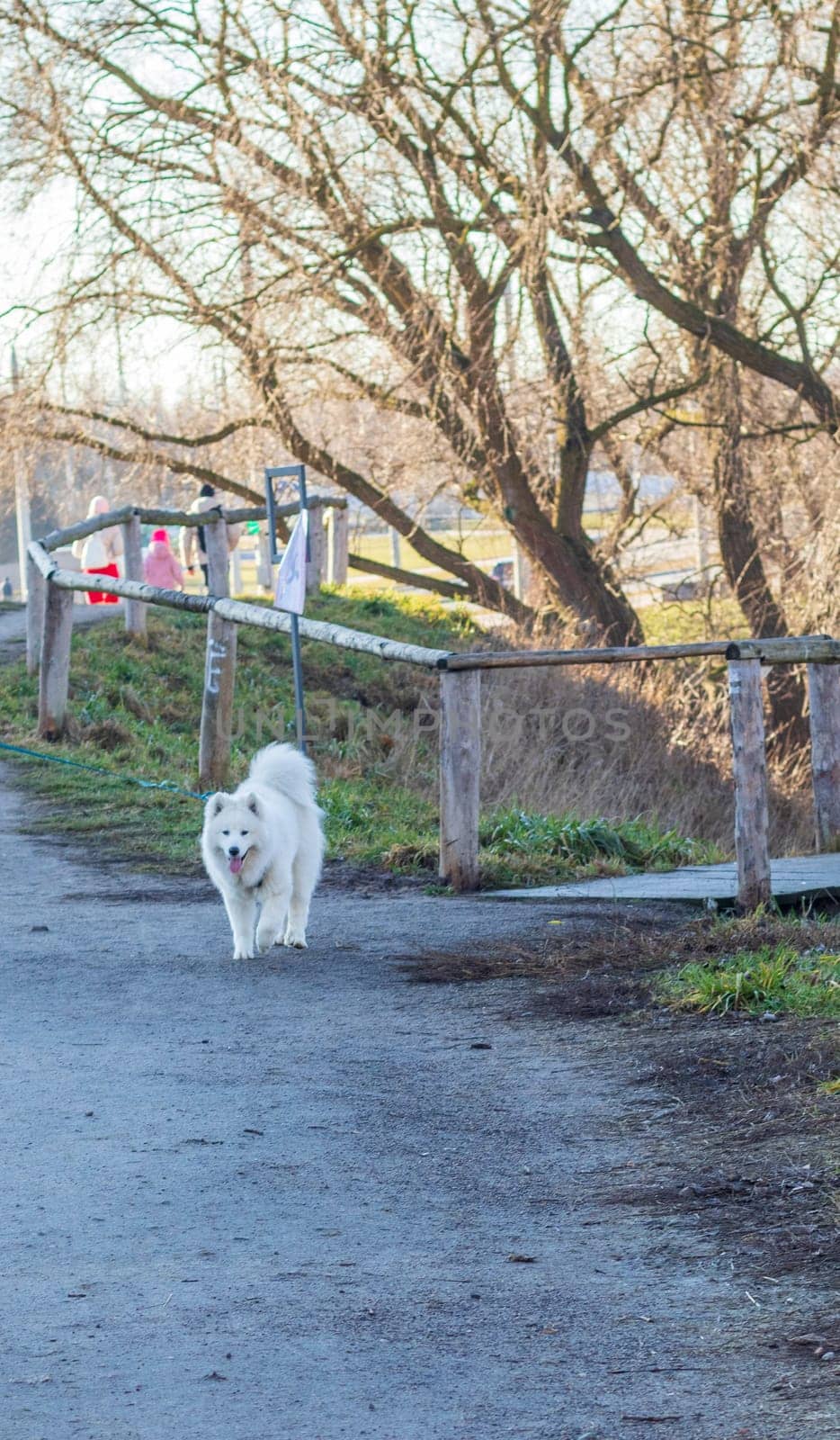 Shot of the samoyed dog puppy