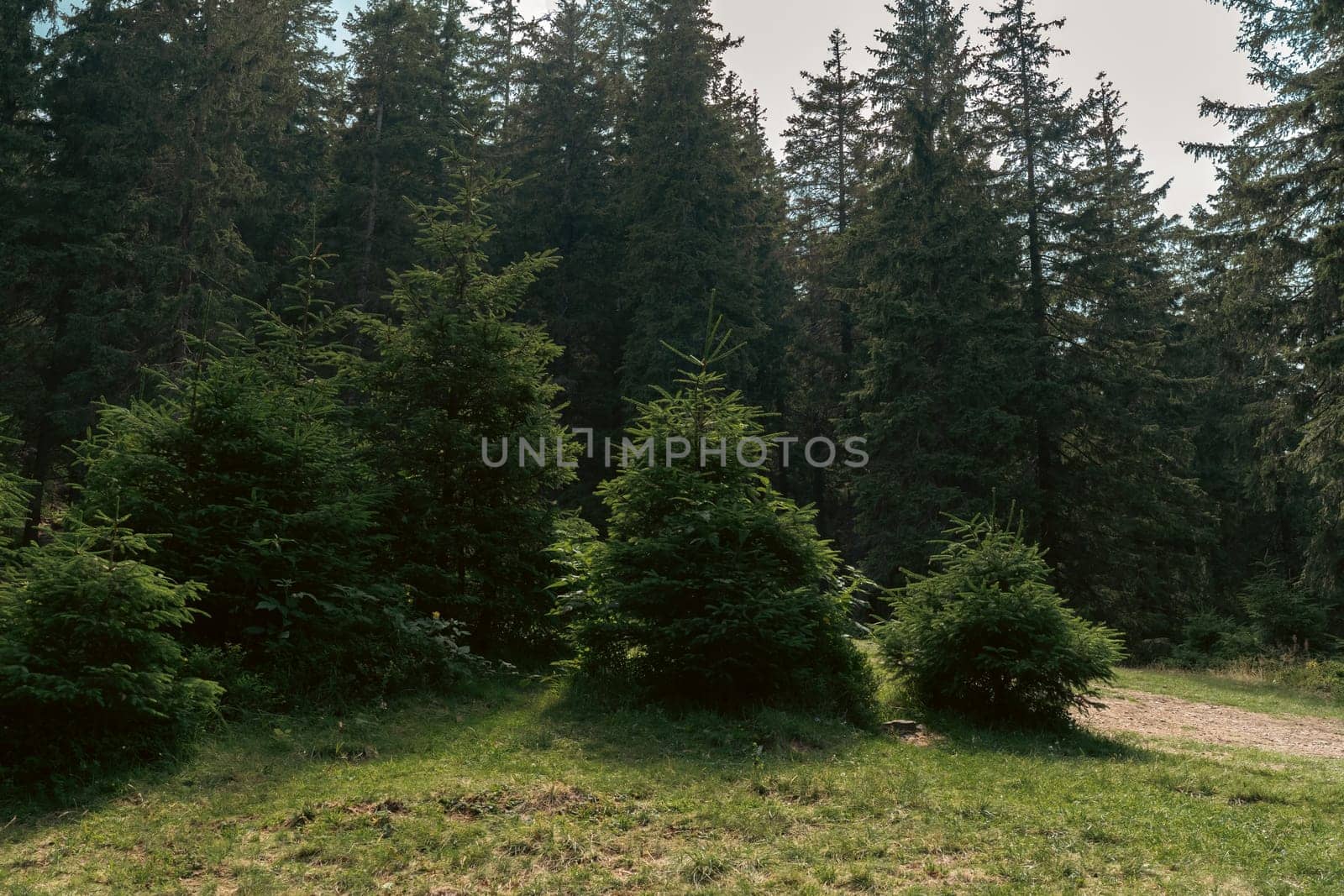A small grove of evergreen trees stands out against a larger forest backdrop, creating a beautiful, tranquil spot. The gentle gradient of green invites you into the heart of nature.
