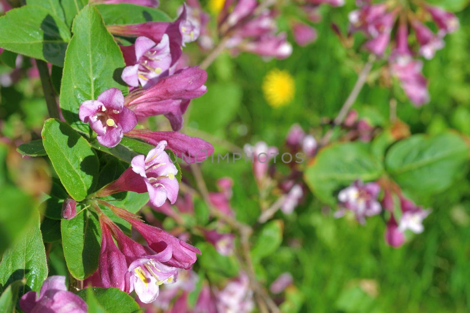 Weigela coraeensis - shrub that blooms with pink flowers