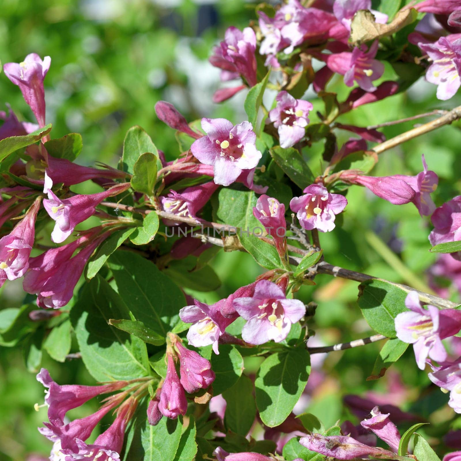 Weigela coraeensis - shrub that blooms with pink flowers