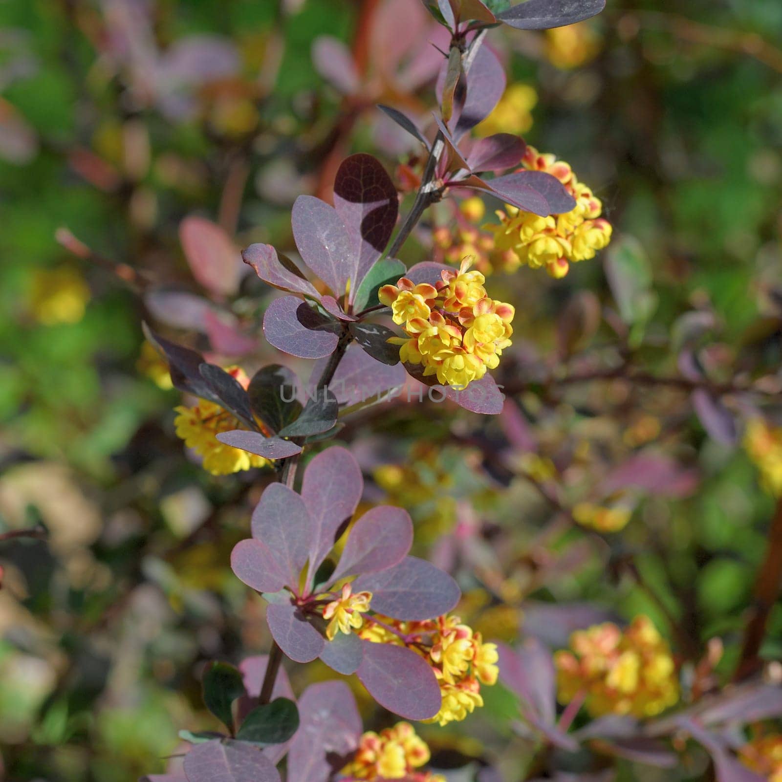 Berberis thunbergii Atropurpurea blooms in a spring with yellow flowers