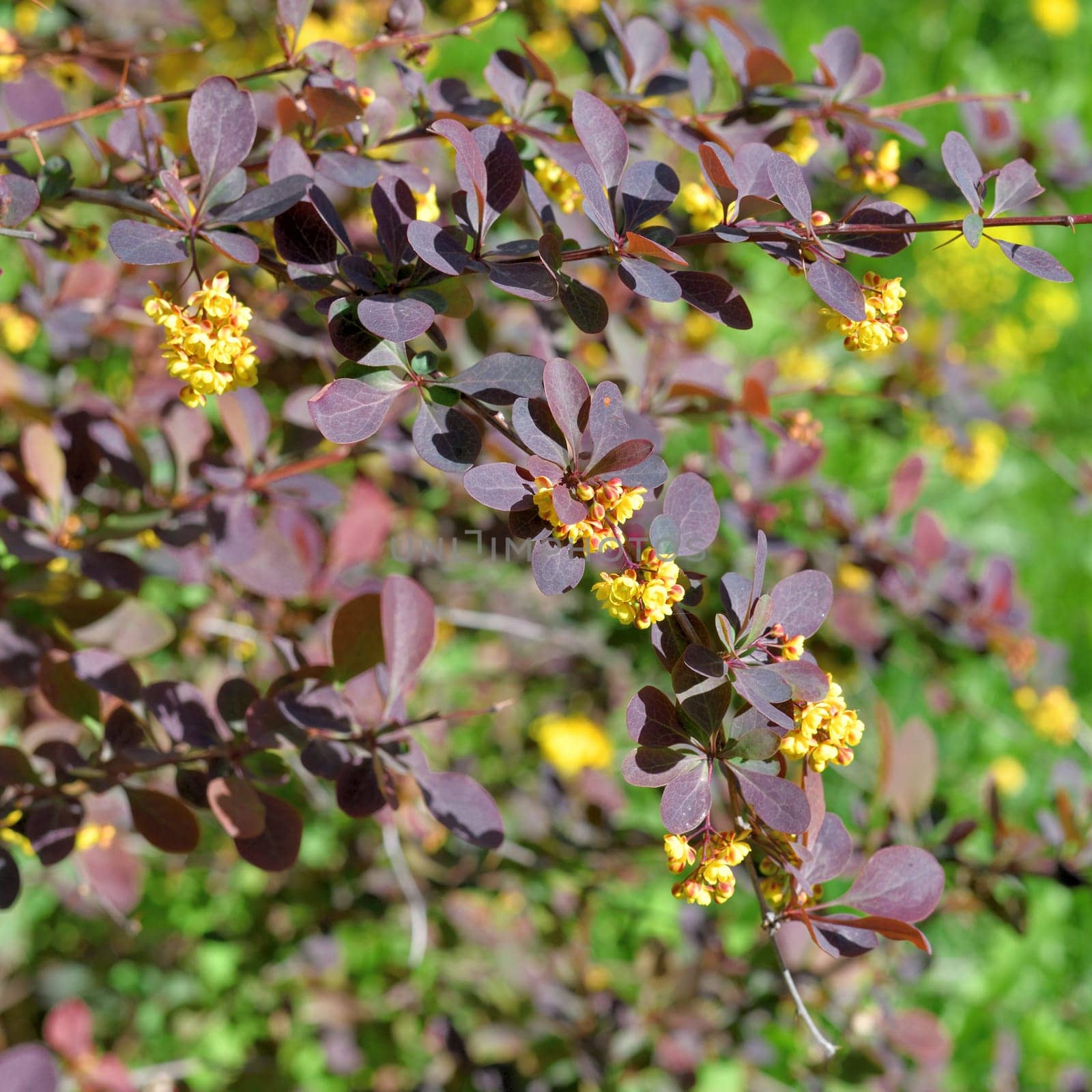 Berberis thunbergii Atropurpurea blooms in a spring with yellow flowers