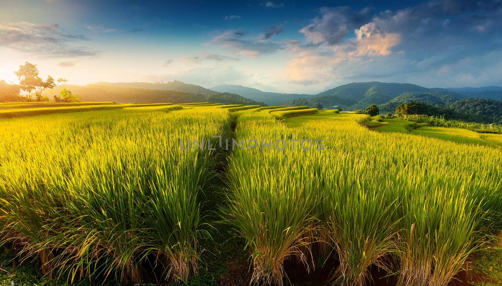 field of rice plants background, AI generated image