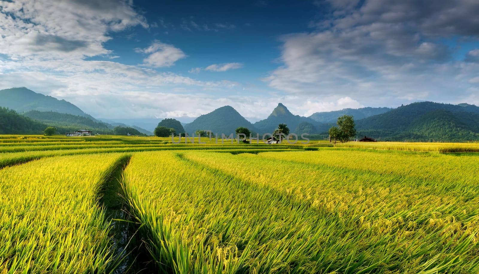 field of rice plants background, AI generated image