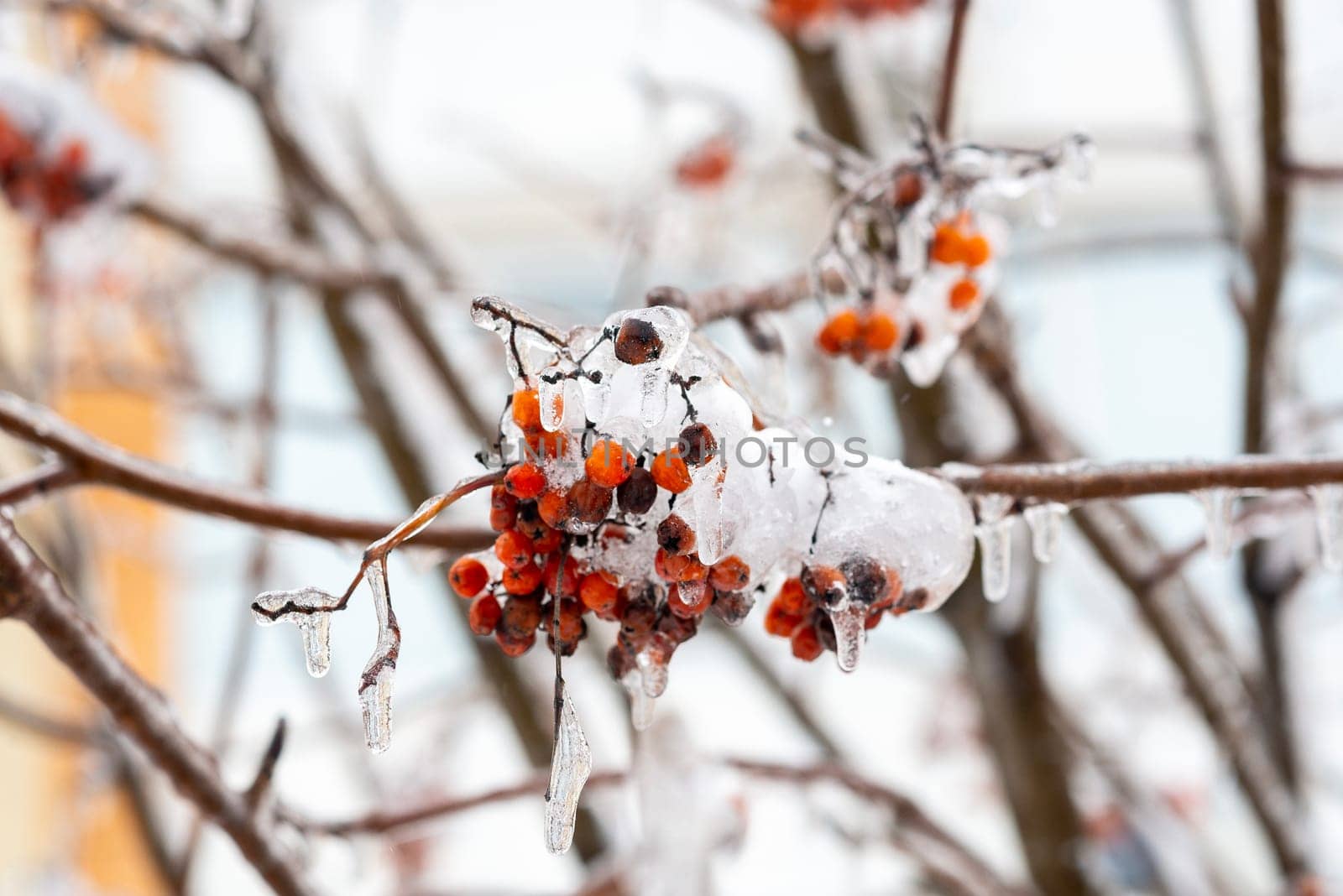 Red rowan berries covered with snow and frost in winter. Close-up of rowan branches and berries.
