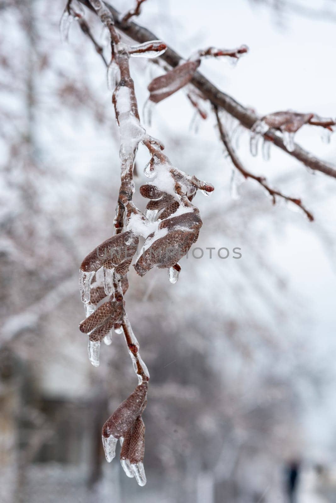 birch branches covered with ice. tree completely covered with ice. buds on the tree are frozen