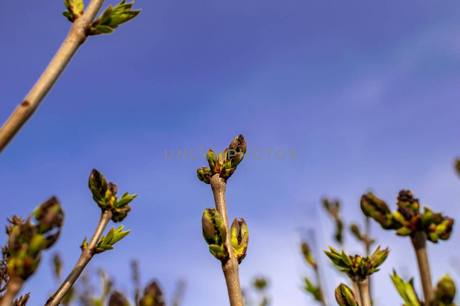 lilac branches in early spring with buds and leaves against the sky. buds began to swell. young tree