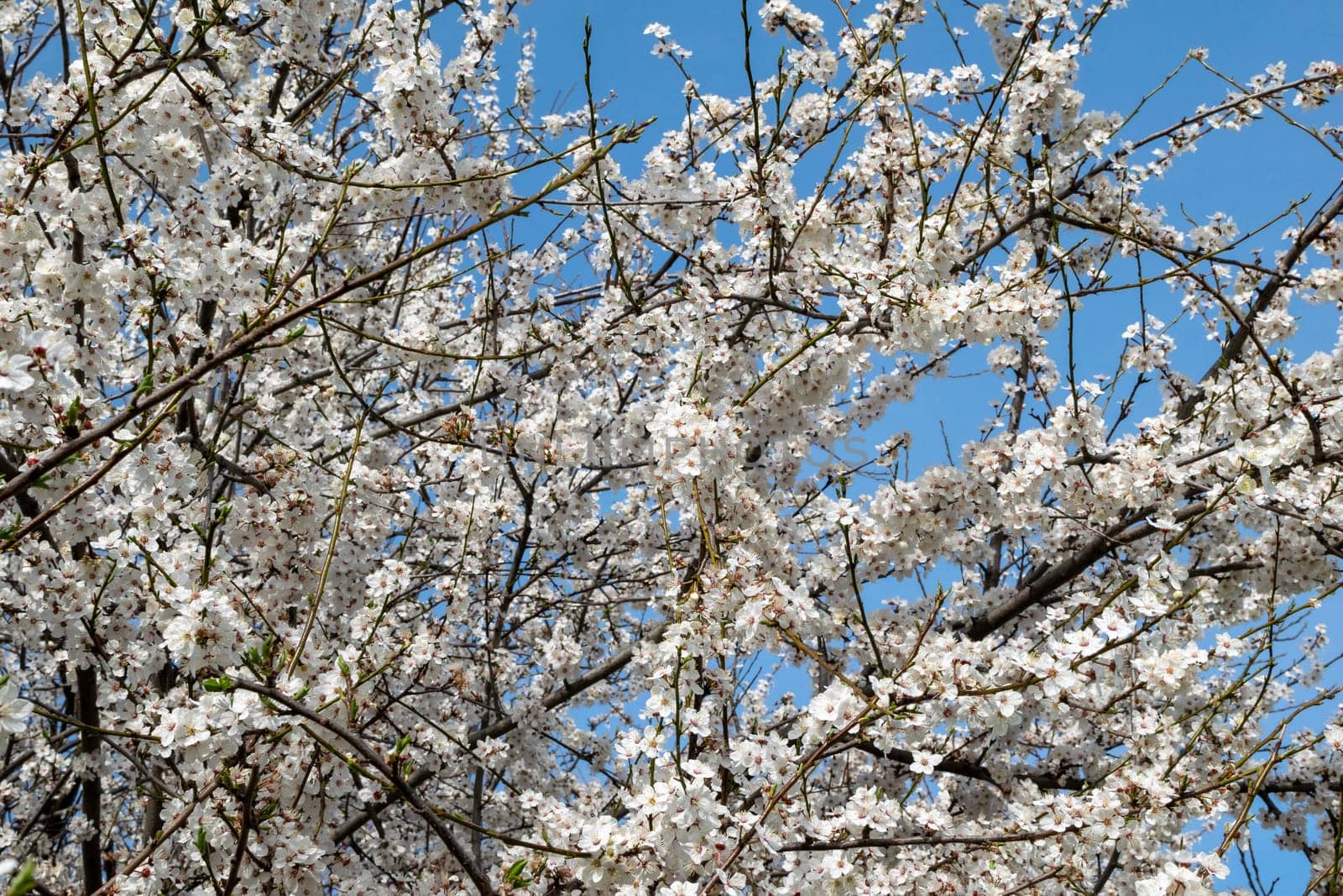blossoming apricot tree against blue sky. many blossoming tree branches. bright sunny spring day