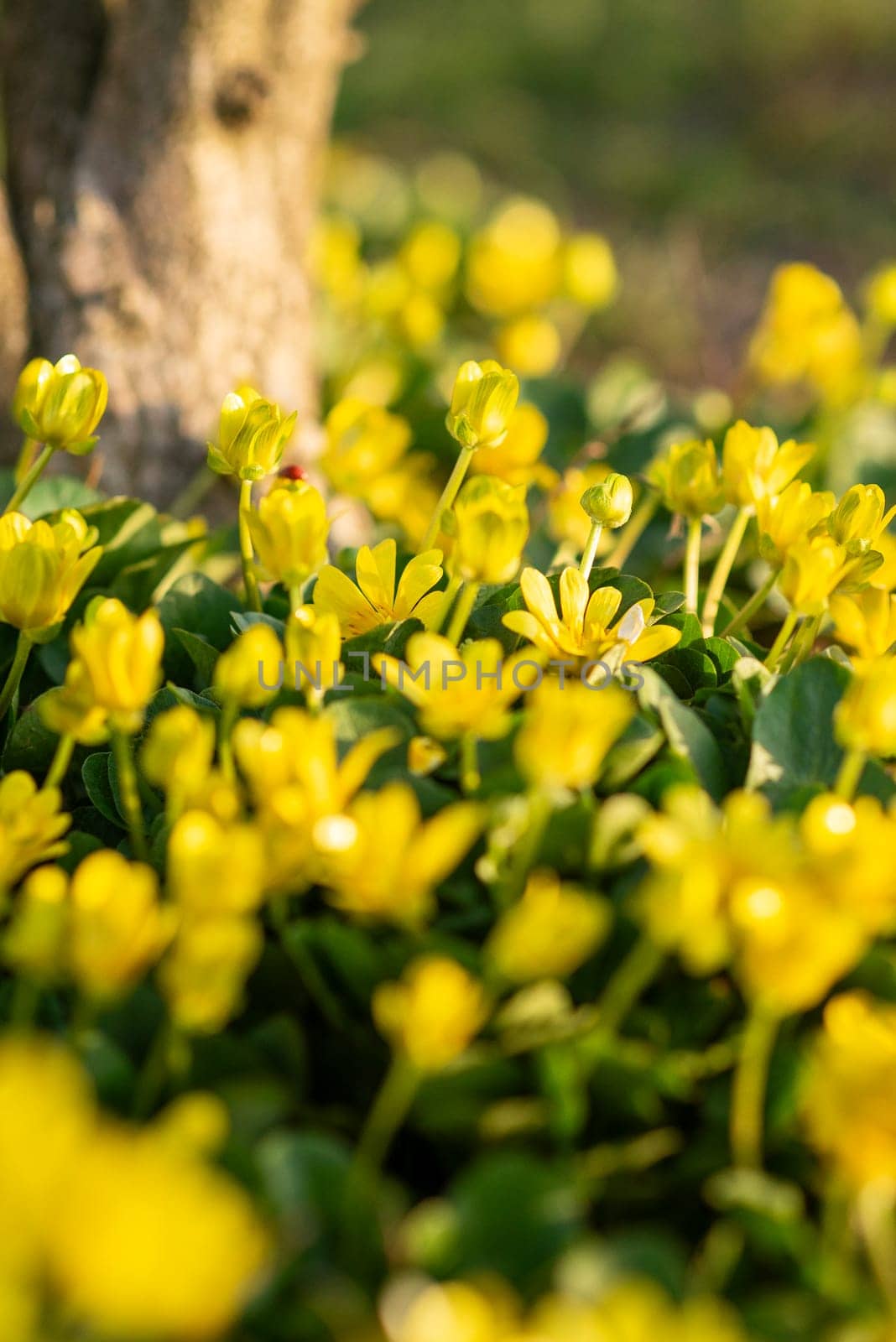 yellow flowers with green leaves of the Kalta variety. flowers grow outdoors completely covering the ground making a background, top view, vertical photo