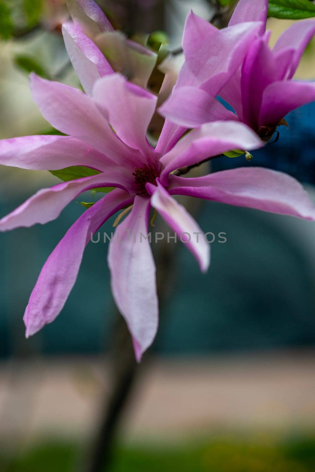 close up of blooming bright pink magnolia. flower blossomed outside. magnolia blossoms on tree branch.