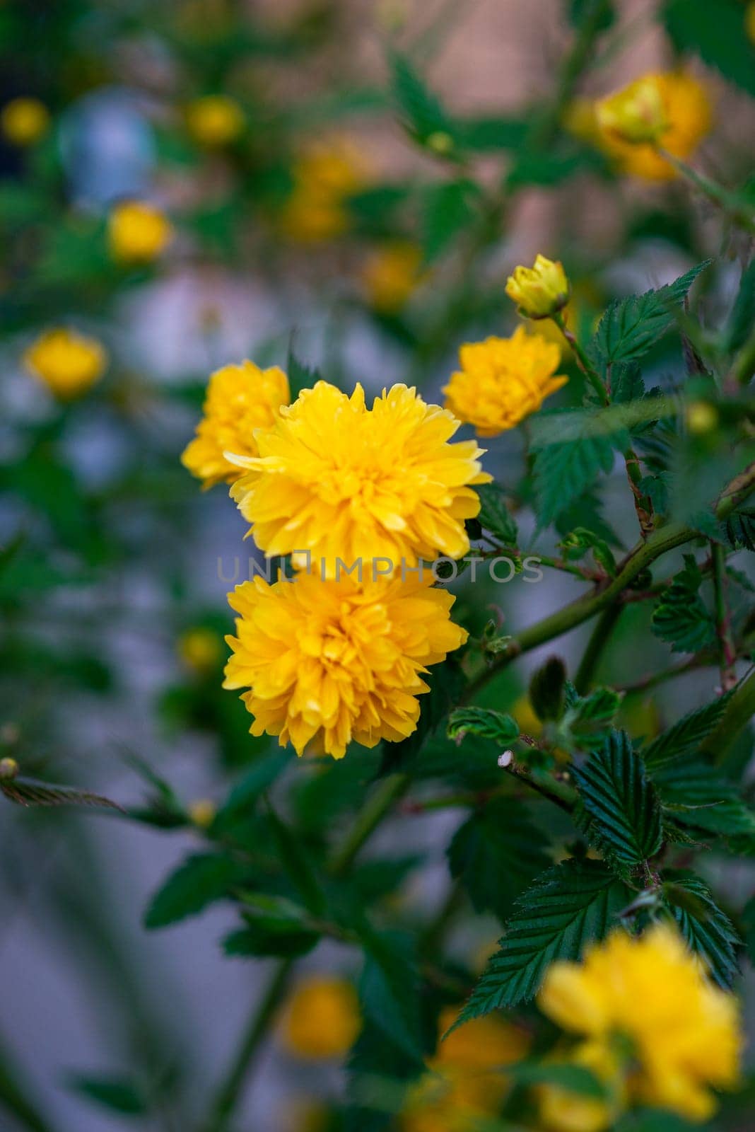 yellow flowers on a green bush. fluffy flowers with numerous petals on a green bush