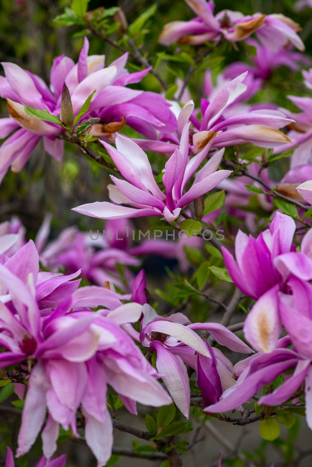 close up of a blooming bright pink magnolia tree. on a tree branch there are many pink flowers that are fully bloomed