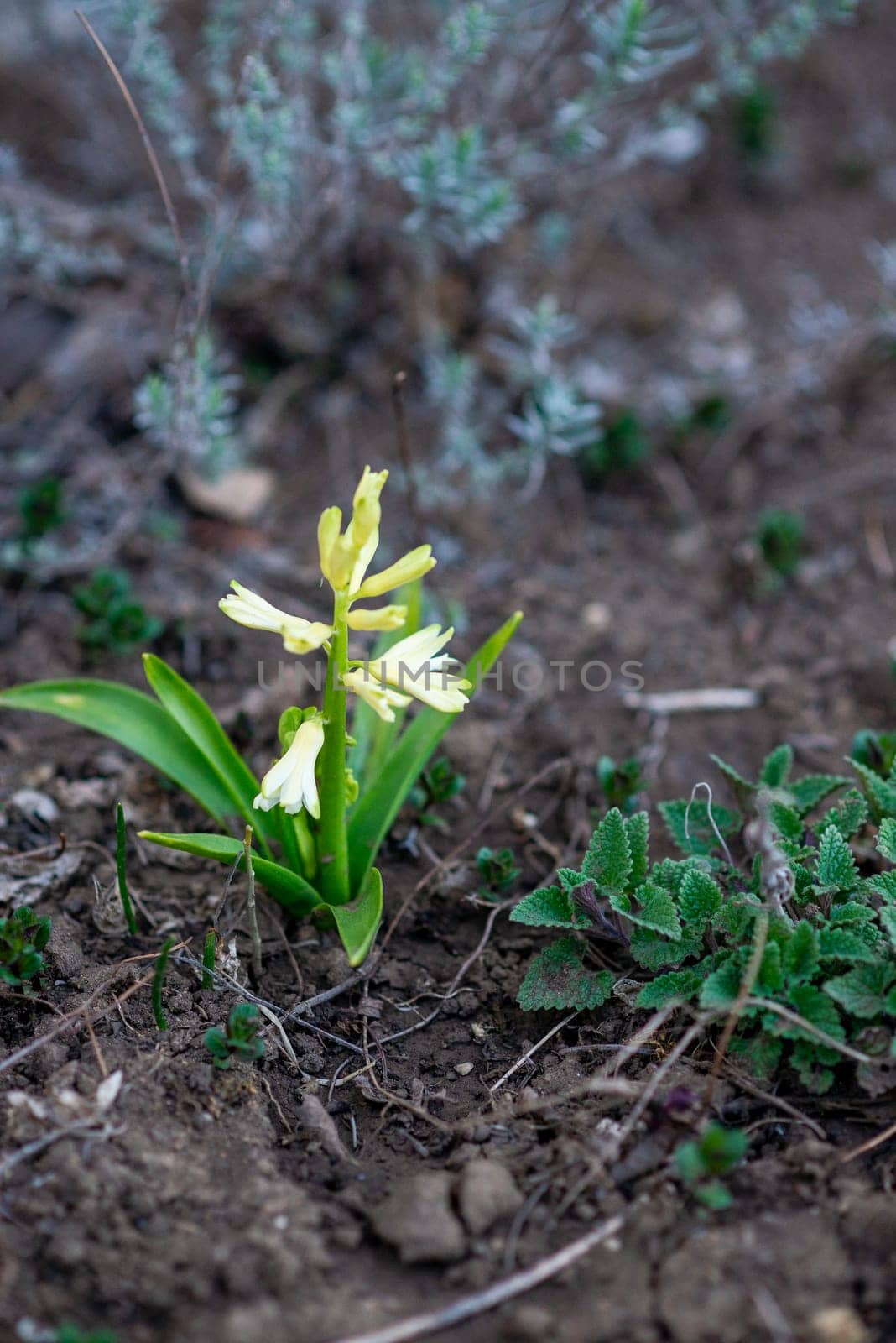 yellow crocuses growing in the garden. yellow flowers and green leaves. lavender growing nearby. vertical photo