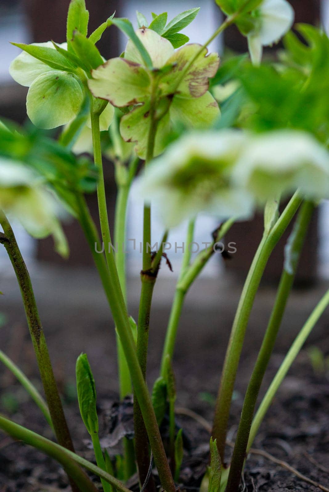 spring flowers grew in the garden. flowers are called dream grass