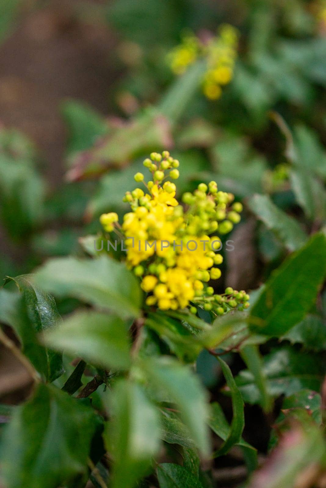 A close up of a flower. yellow spring flowers grow on a bush, High quality photo