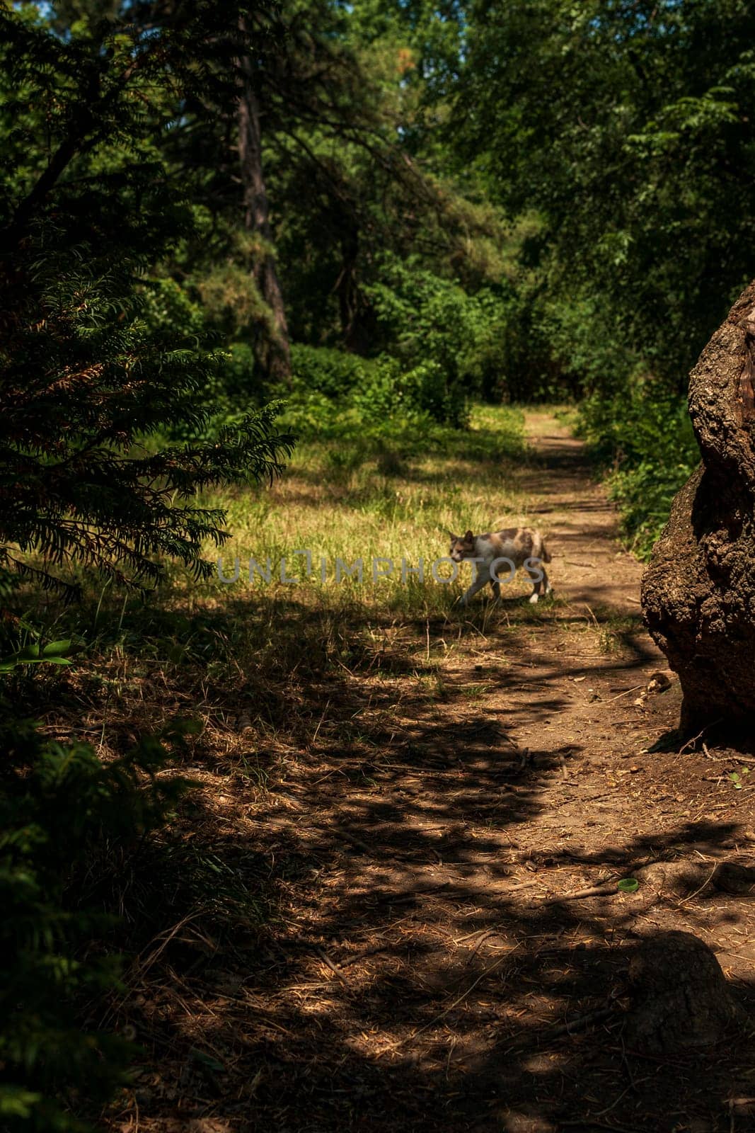 a path for walking in the park. a cat is crossing the path. a shadow from the sun falls on the ground. tall trees grow around. ivy is spreading along the ground.