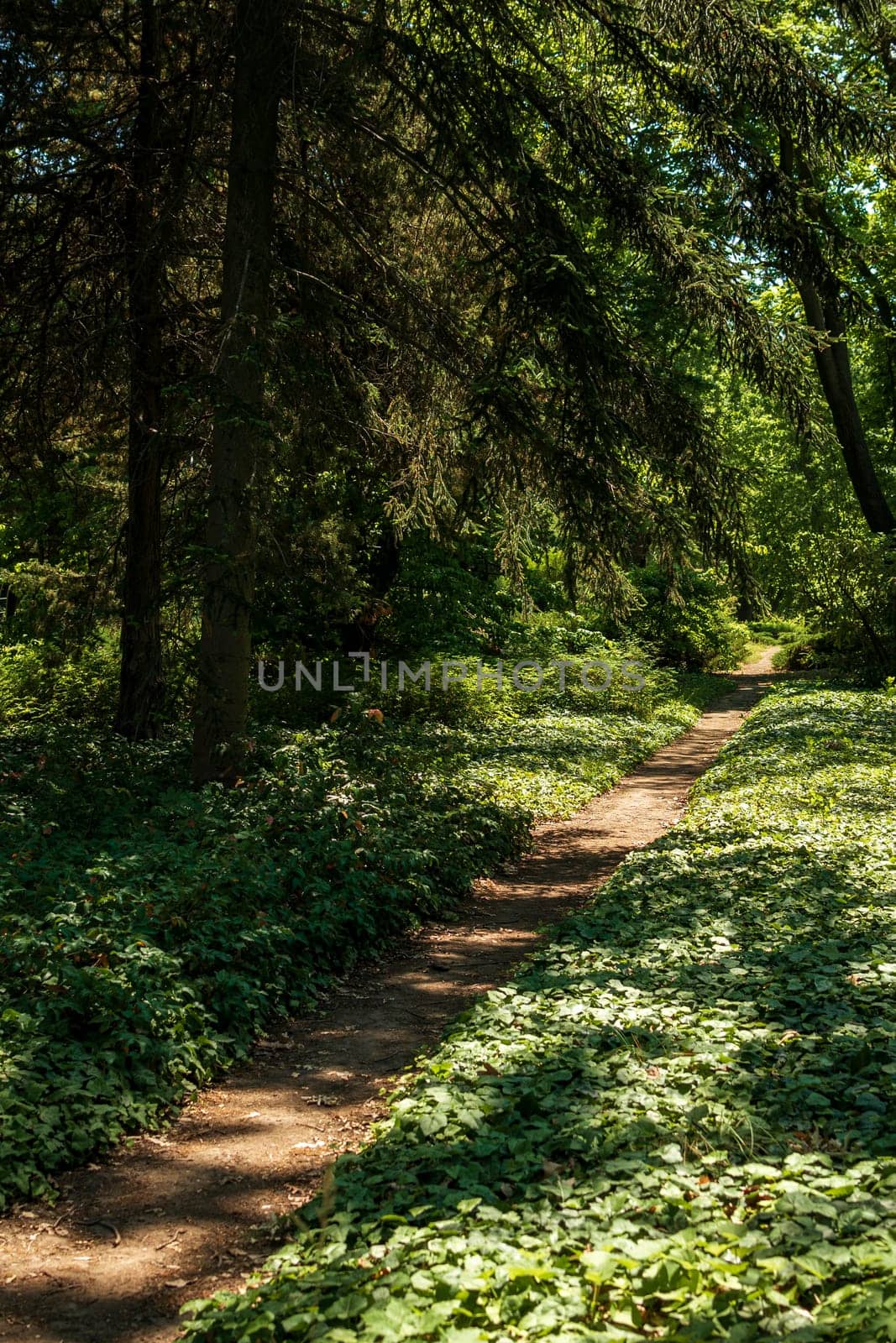 a path for walking in the park. The sun casts a shadow on the ground. Tall trees grow around. Ivy spreads along the ground.