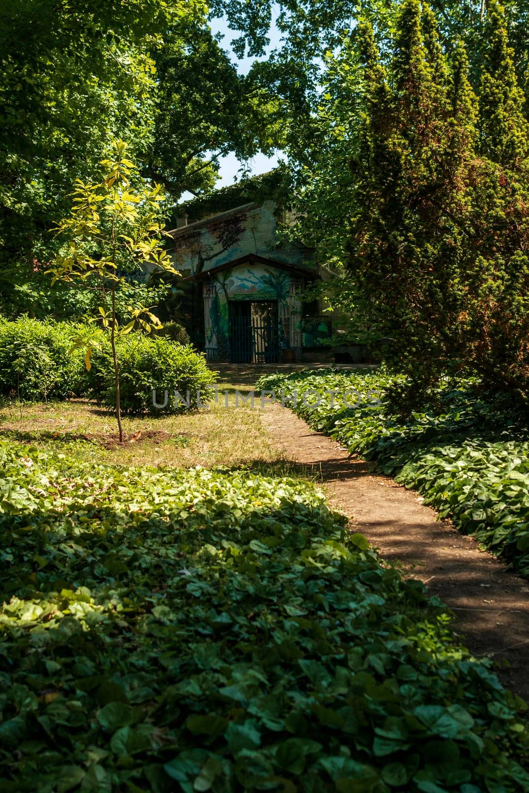 a path for walking in the park. The sun casts a shadow on the ground. Tall trees grow around. Ivy spreads along the ground. A house can be seen at the end of the path.