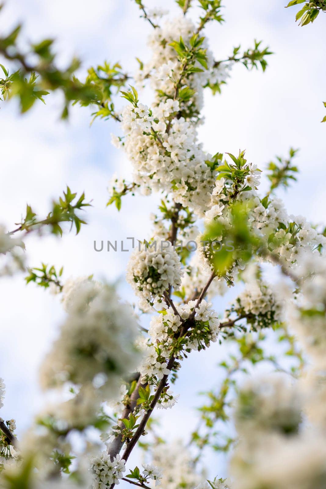 blossoming cherry tree. many white flowers and soft green leaves on a bright sunny spring day, against the blue sky. vertical photo