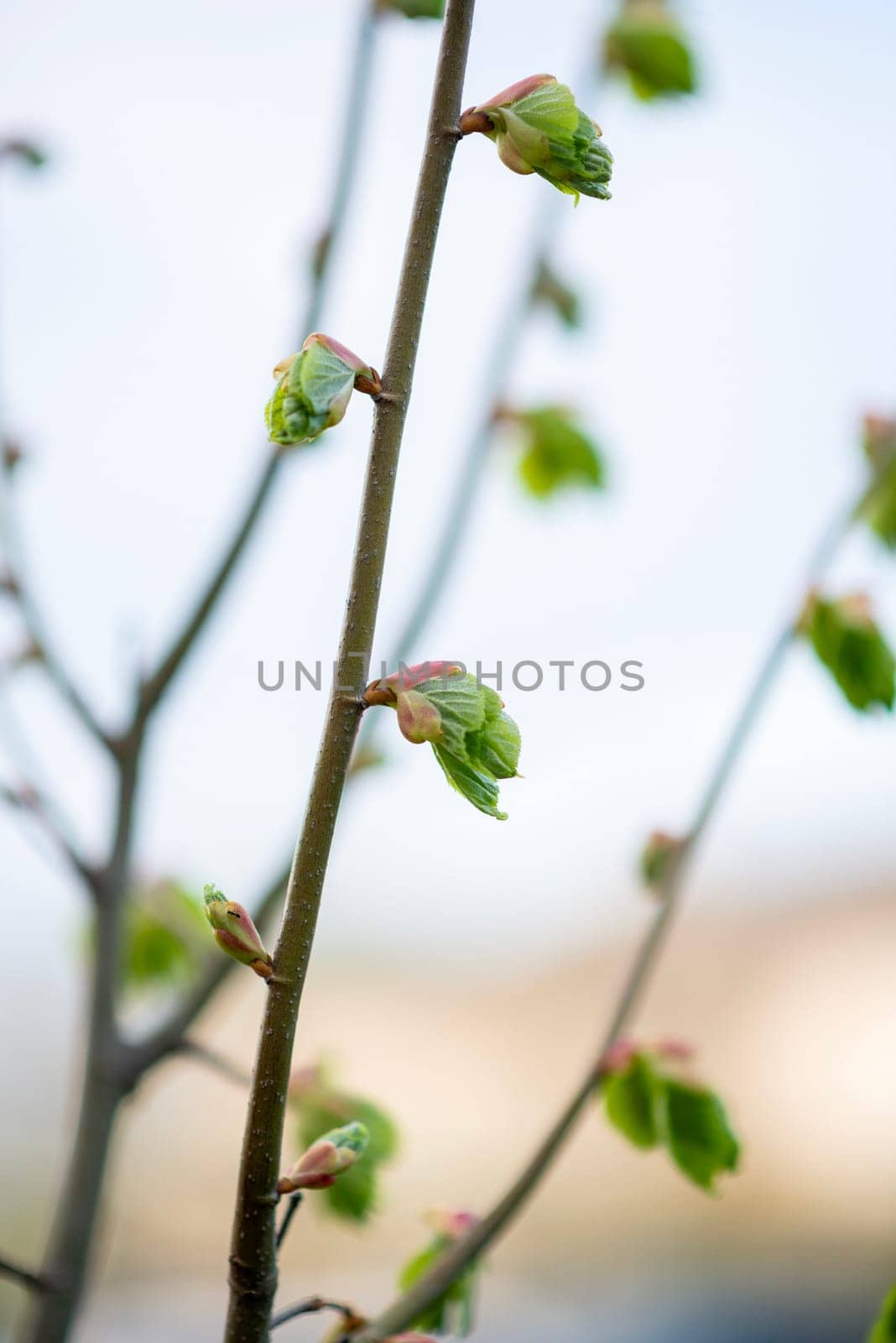 young leaves bloom on a branch in spring. soft blue sky in the background.