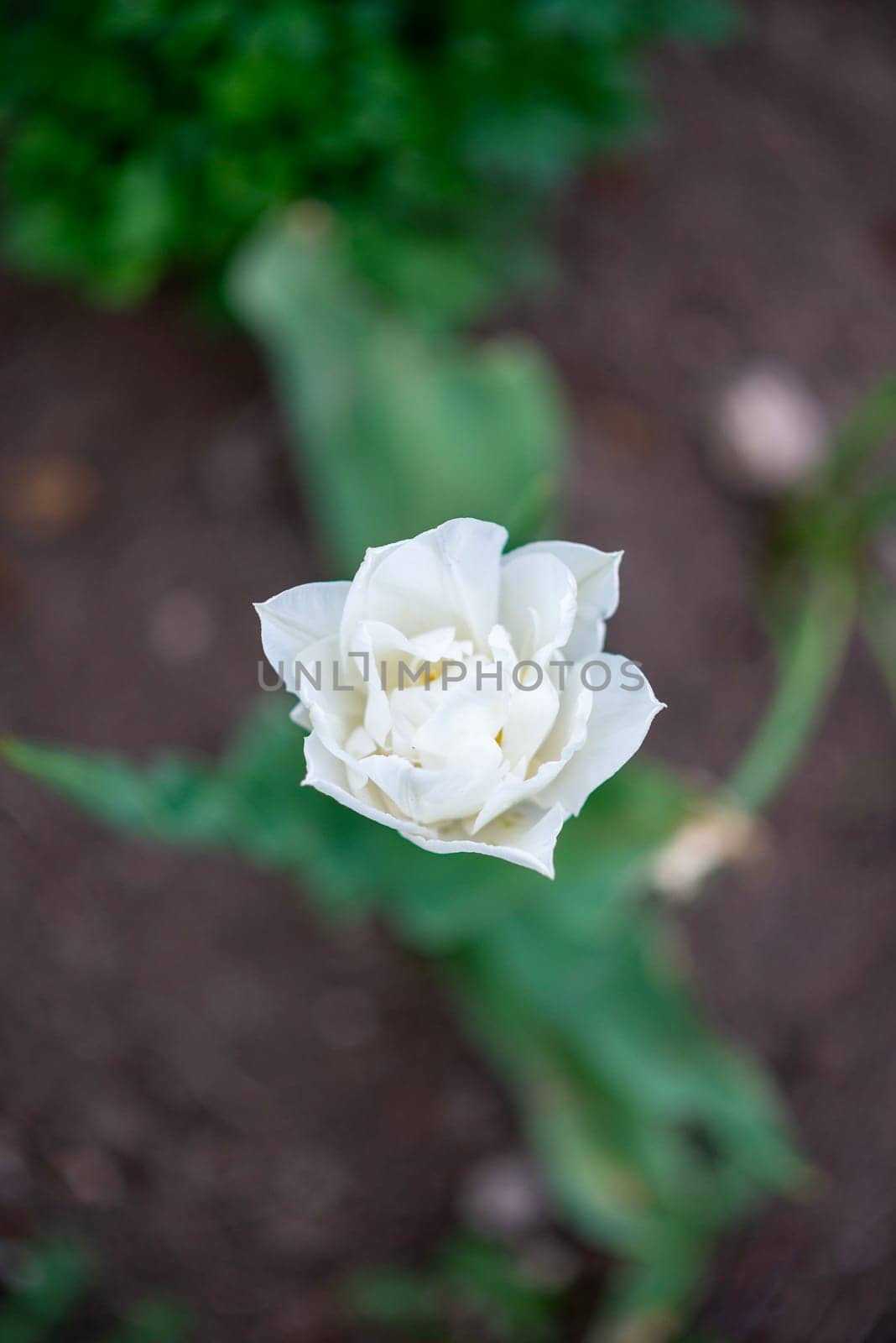 White tulip grows in the garden in spring. Top view of tulip. The bud has blossomed.