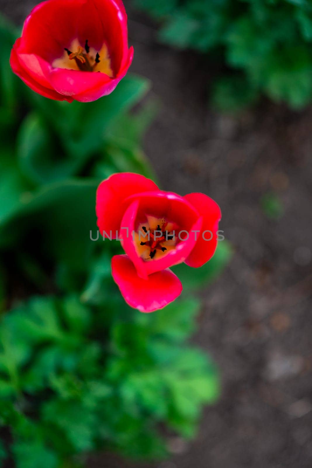close-up of red tulips. Two tulips grow in the garden in spring. Top view of tulips. The buds have blossomed.