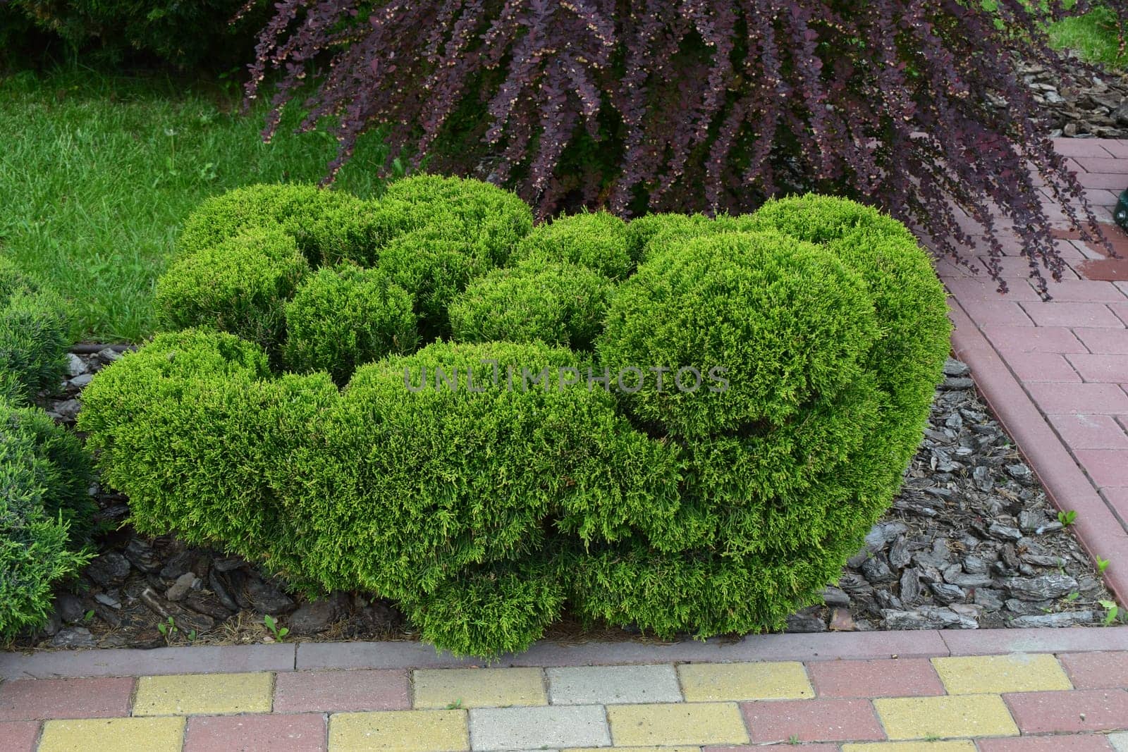 Kharkov, Ukraine, 14 May 2024. A green bush trimmed in a rounded shape, located in a garden. It is surrounded by a path of red, yellow and gray bricks. In the background, there is another type of plant with purple leaves. The ground next to the bush is covered with mulch. The scene reflects a well-kept and aesthetically arranged environment.