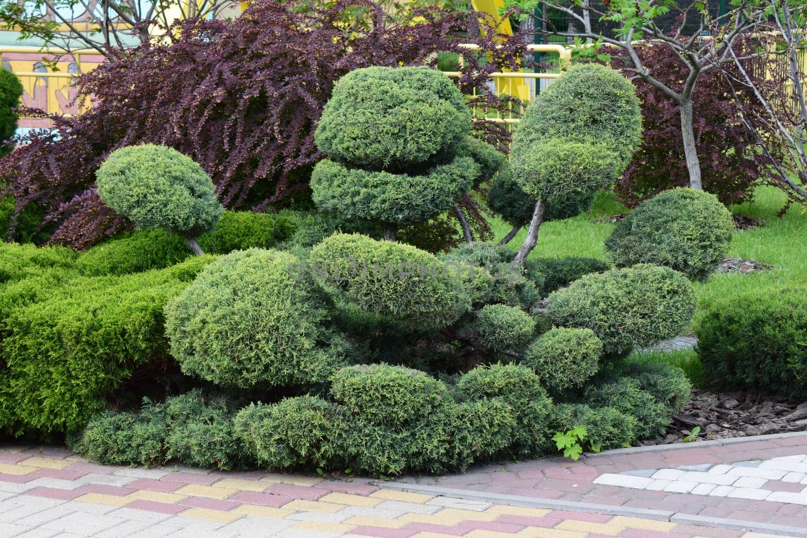 Kharkov, Ukraine, 14 May 2024. A well-maintained garden with artistically pruned shrubs, possibly bonsai or topiary, featuring rounded shapes. The shrubs are surrounded by a variety of greenery, including a pathway with patterned paving stones in the foreground
