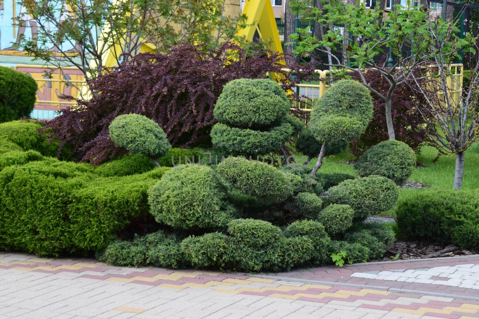 Kharkov, Ukraine, 14 May 2024. A well-maintained garden with artistically pruned shrubs, possibly bonsai or topiary, featuring rounded shapes. The shrubs are surrounded by a variety of greenery, including a pathway with patterned paving stones in the foreground