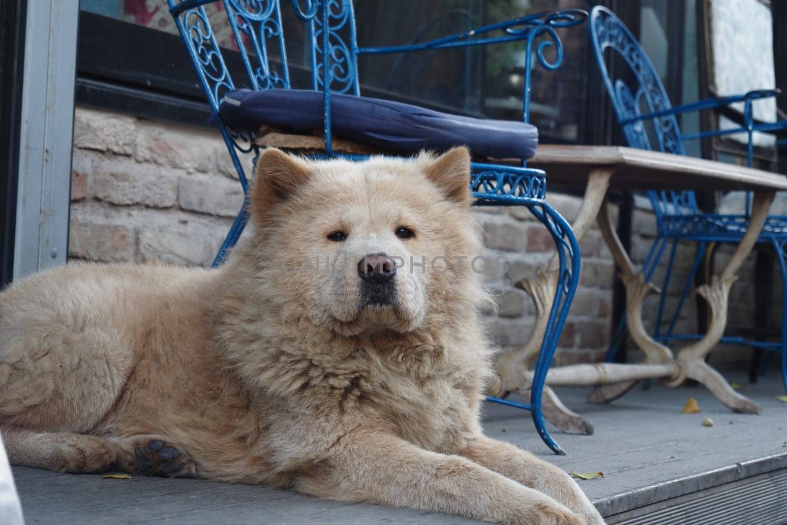 A fluffy Chow Chow relaxes on a wooden porch beside blue chairs.