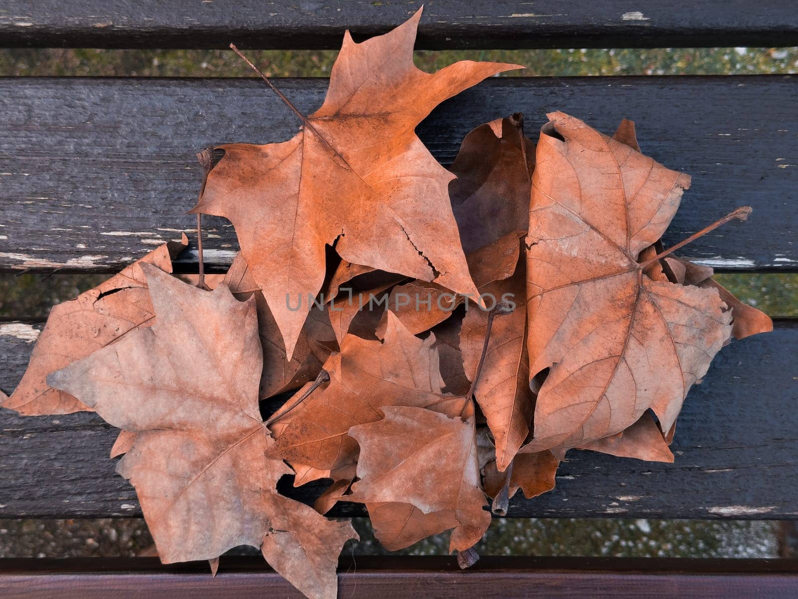 Autumn dry maple leaves on wooden bench.