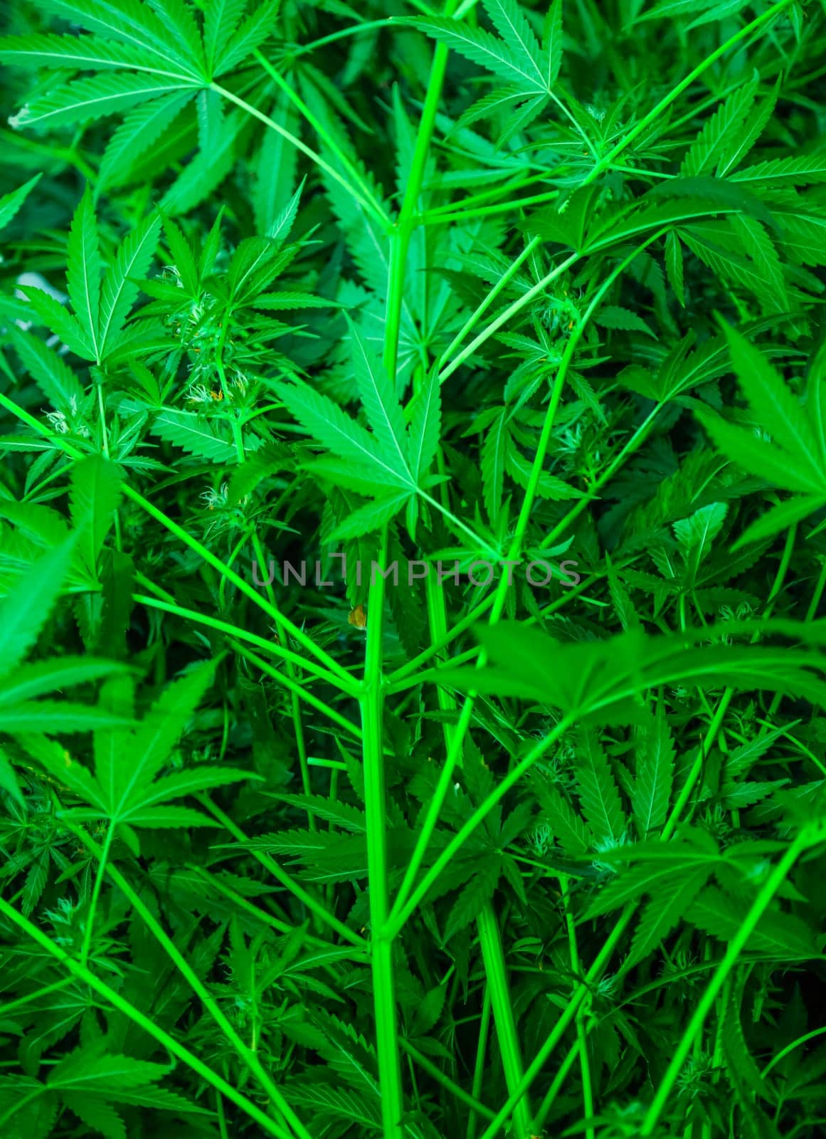 A close-up view of a dense patch of cannabis plants, showcasing their vibrant green leaves and sturdy stems. The image captures the beauty and complexity of this fascinating plant, highlighting its natural growth and potential.