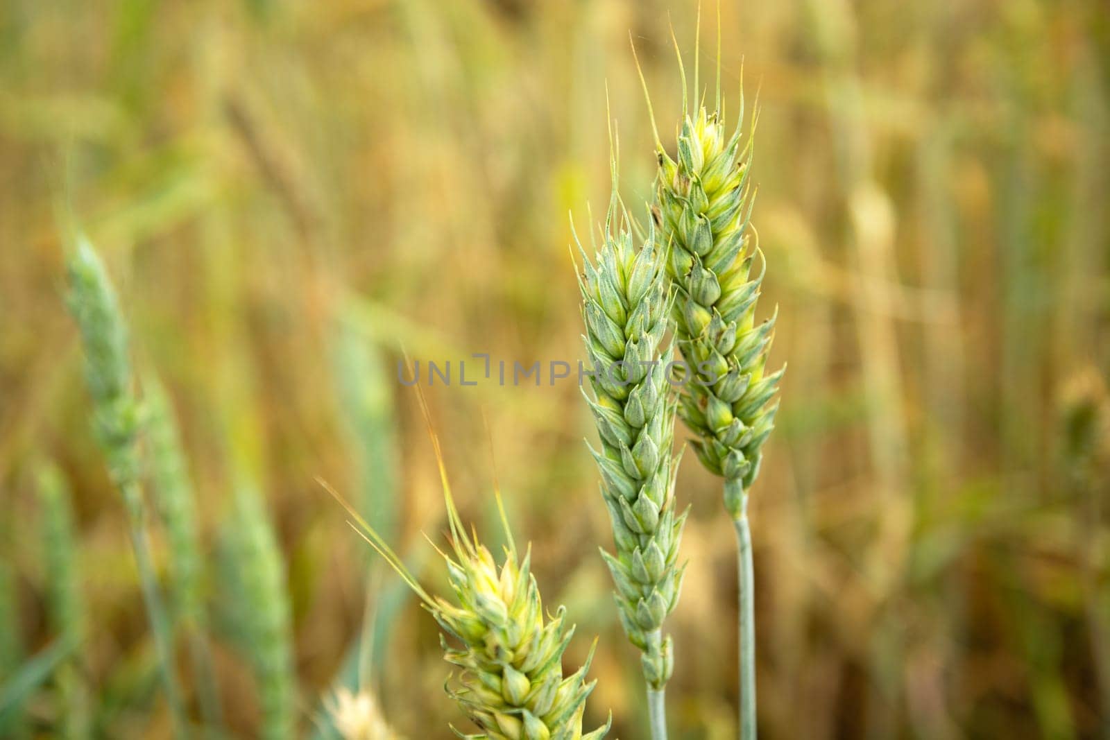 Close-up of growing green ears of wheat by darekb22
