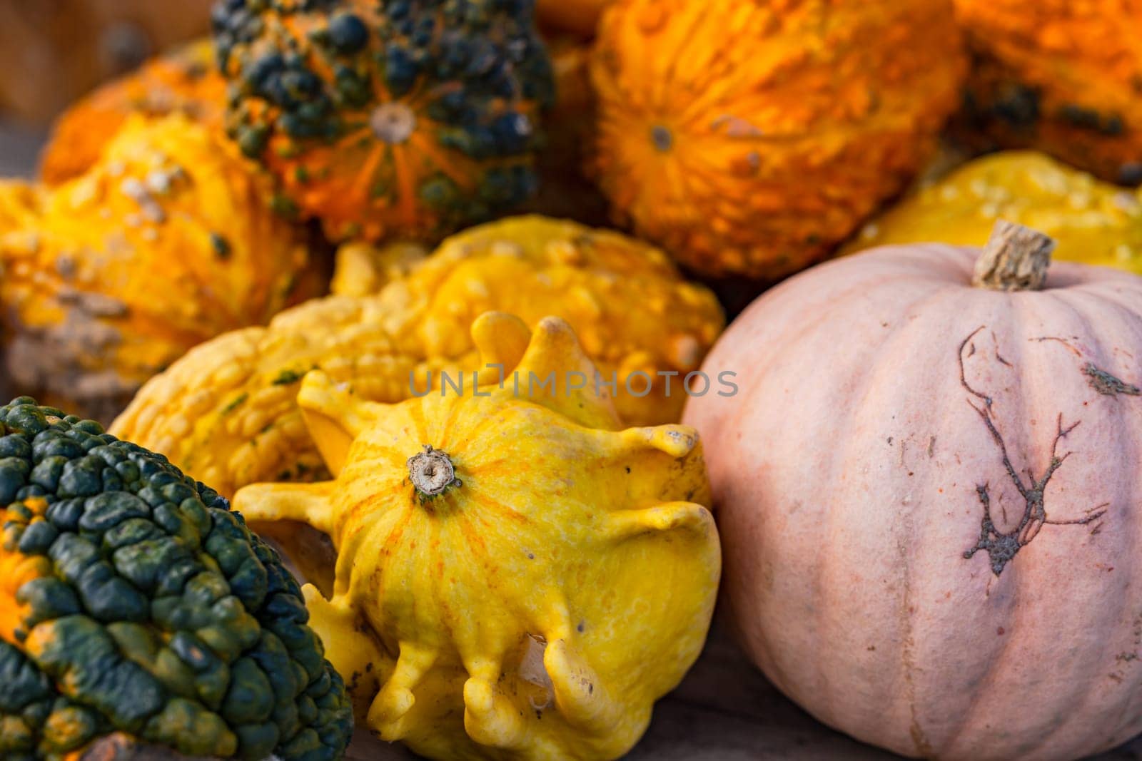 Freshly harvested pumpkins and ornamental pumpkins directly from the farmer in autumn for Halloween decoration