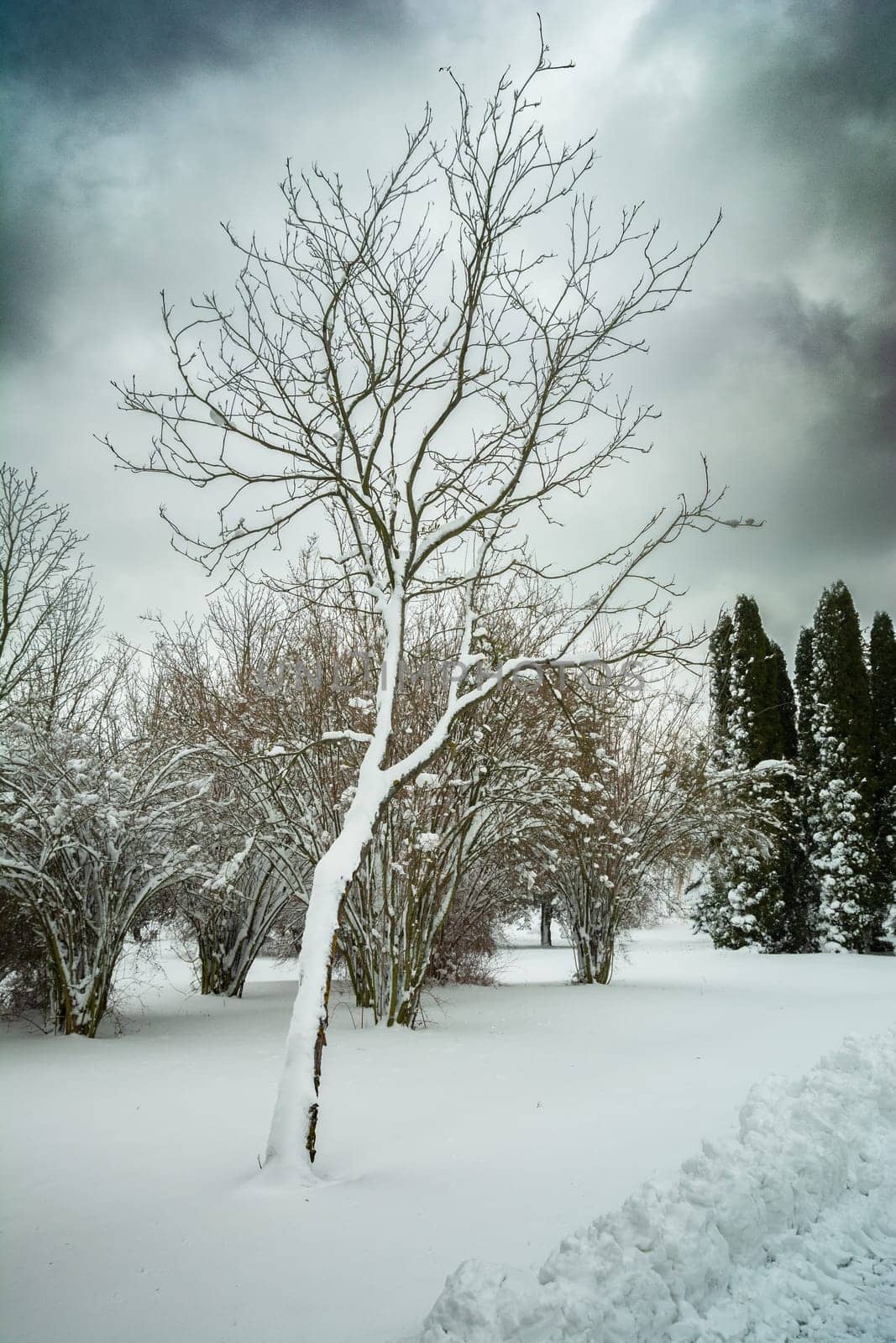 Snow-covered tree and bushes on a cloudy winter day by darekb22