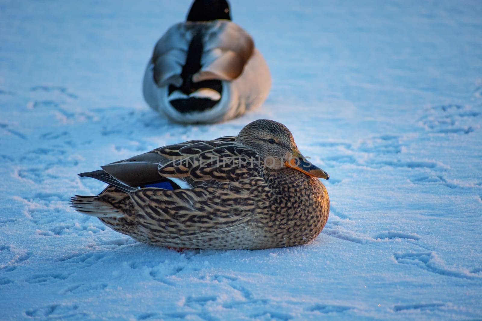Mallard ducks sitting on the snow, winter evening, eastern Poland