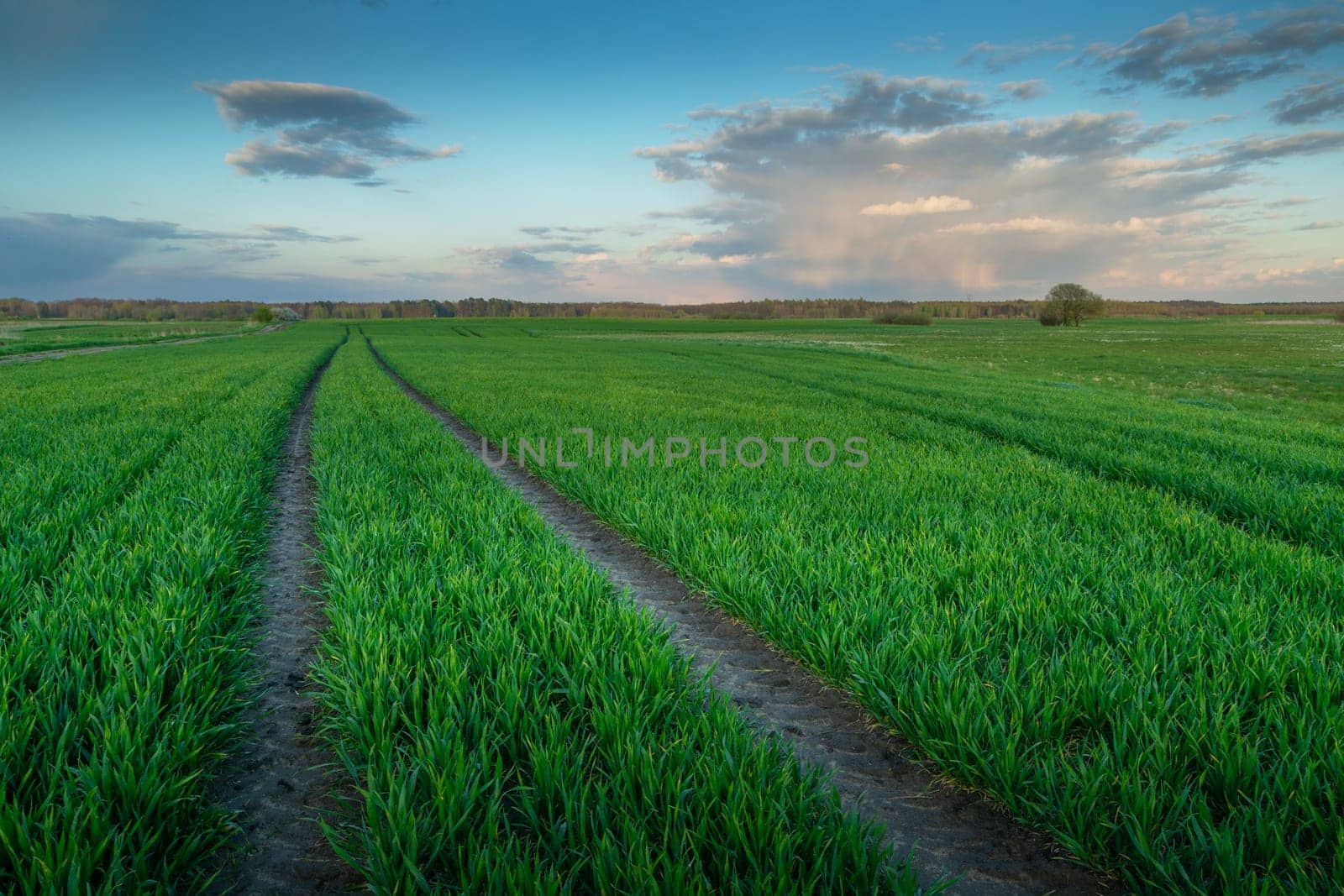 Technological path in fresh green field, evening view, eastern Poland