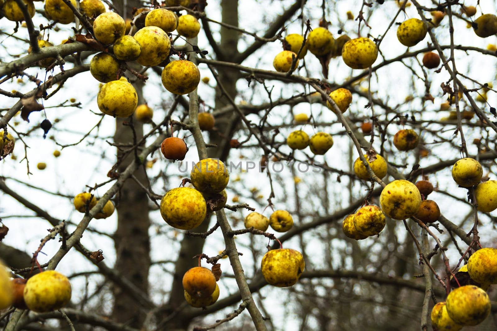 Lots of yellow apples on the tree without leaves, autumn day