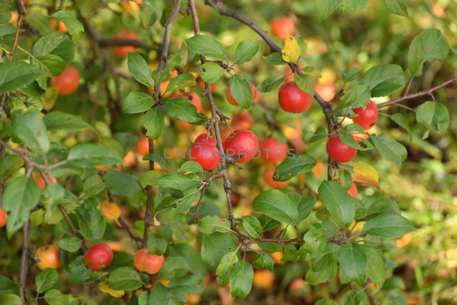 Red ripe apples on the branches of an apple tree in the garden