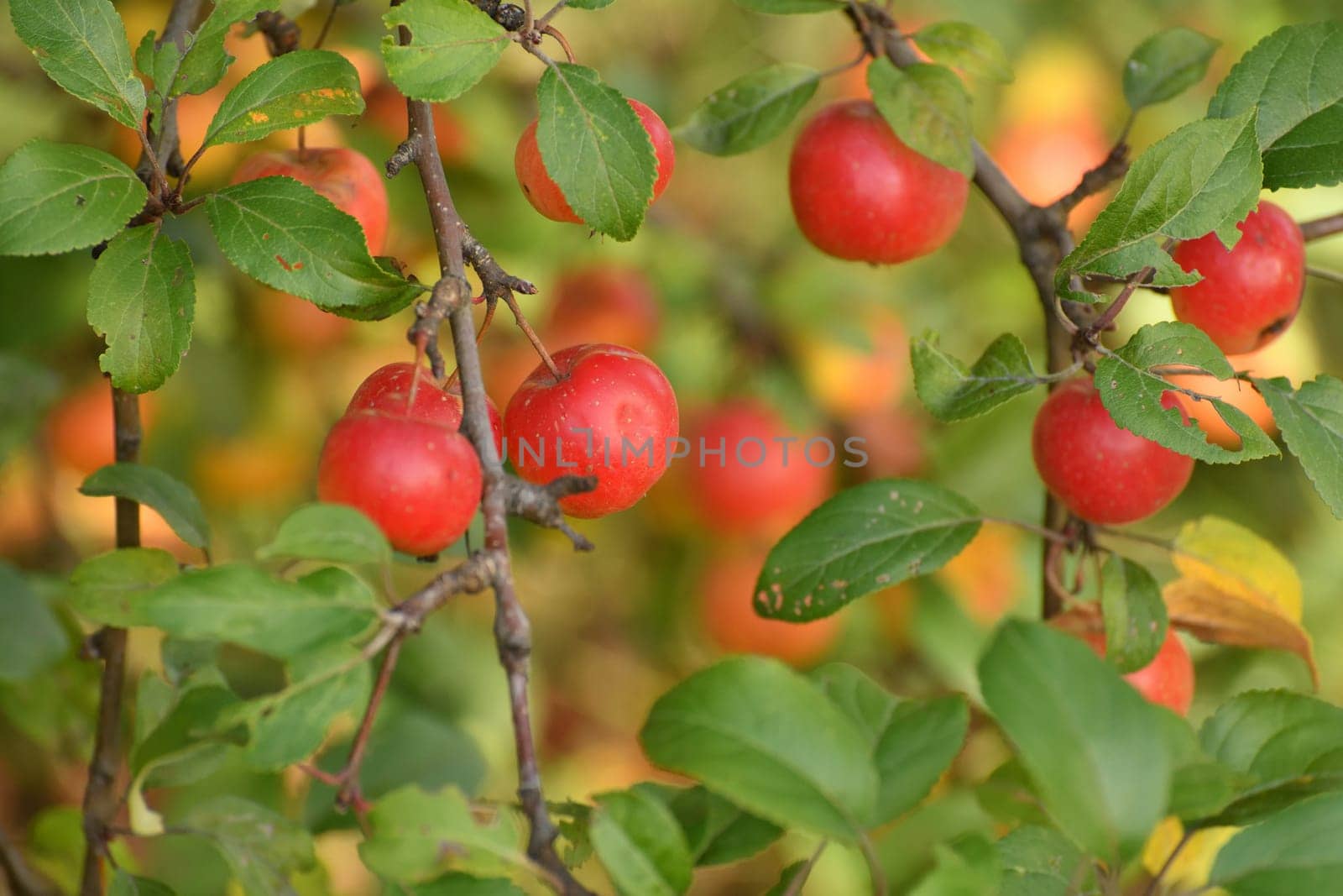 Red ripe apples on branches of an apple tree in the garden by olgavolodina